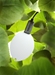 Leaf Wetness Sensor - 40835